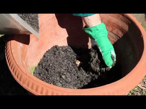 Video: Coltivare il ginseng in vaso – Come mantenere le piante di ginseng coltivate in contenitore