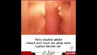 واو المناعه خط الدفاع الثاني خلايا الدم الحمراء