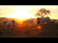 Vídeo para vida de gado