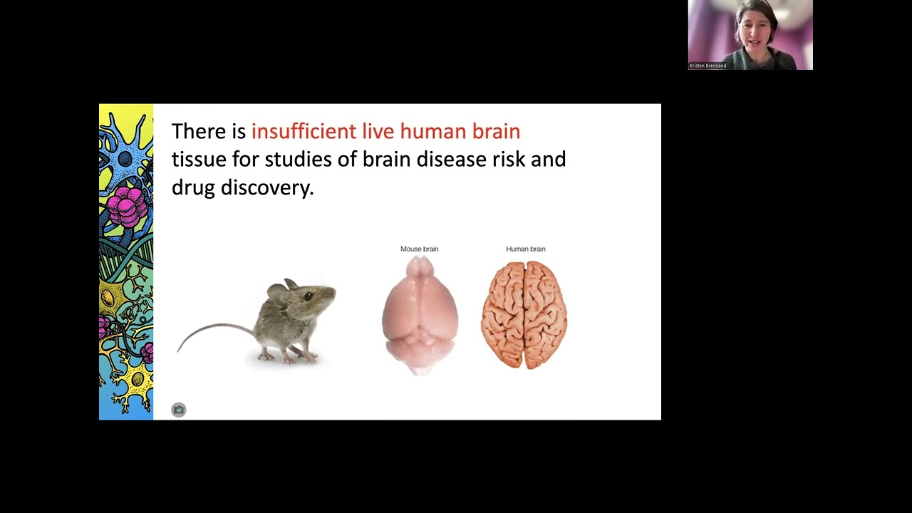 Kristen Brennand: Stem Cells to Explore Gene x Environment Interactions Underlying Brain Disease