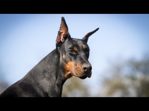 Videó: Hogyan Etessünk Pinscher Kölyköket