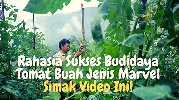 Tips Sukses Budidaya Tomat Buah Jenis Marvel Agar Panen Melimpah