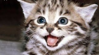 kitten meowing by Cute Pet 67 views 3 years ago 1 minute, 8 seconds