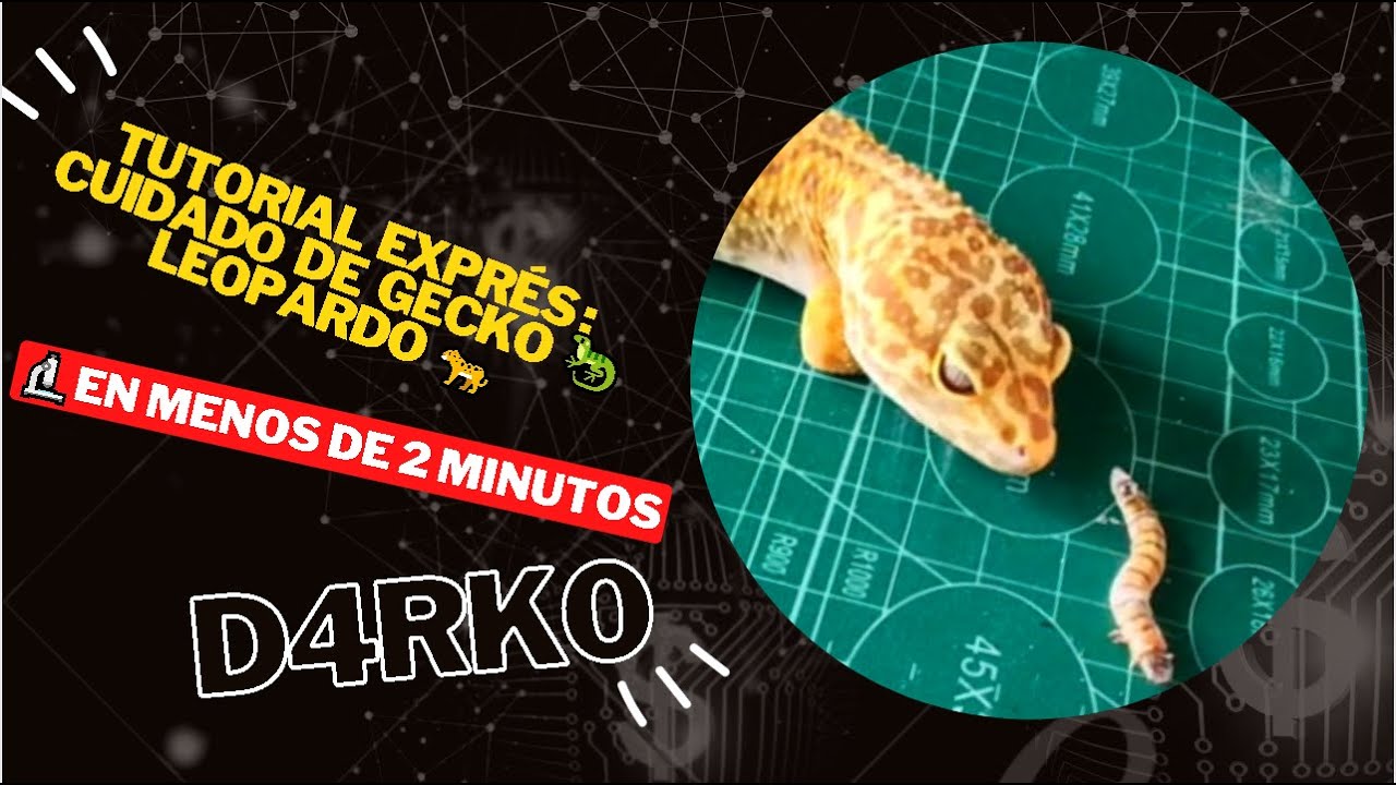 Tutorial exprés : Cuidado de GECKO 🦎 LEOPARDO 🐆 - YouTube