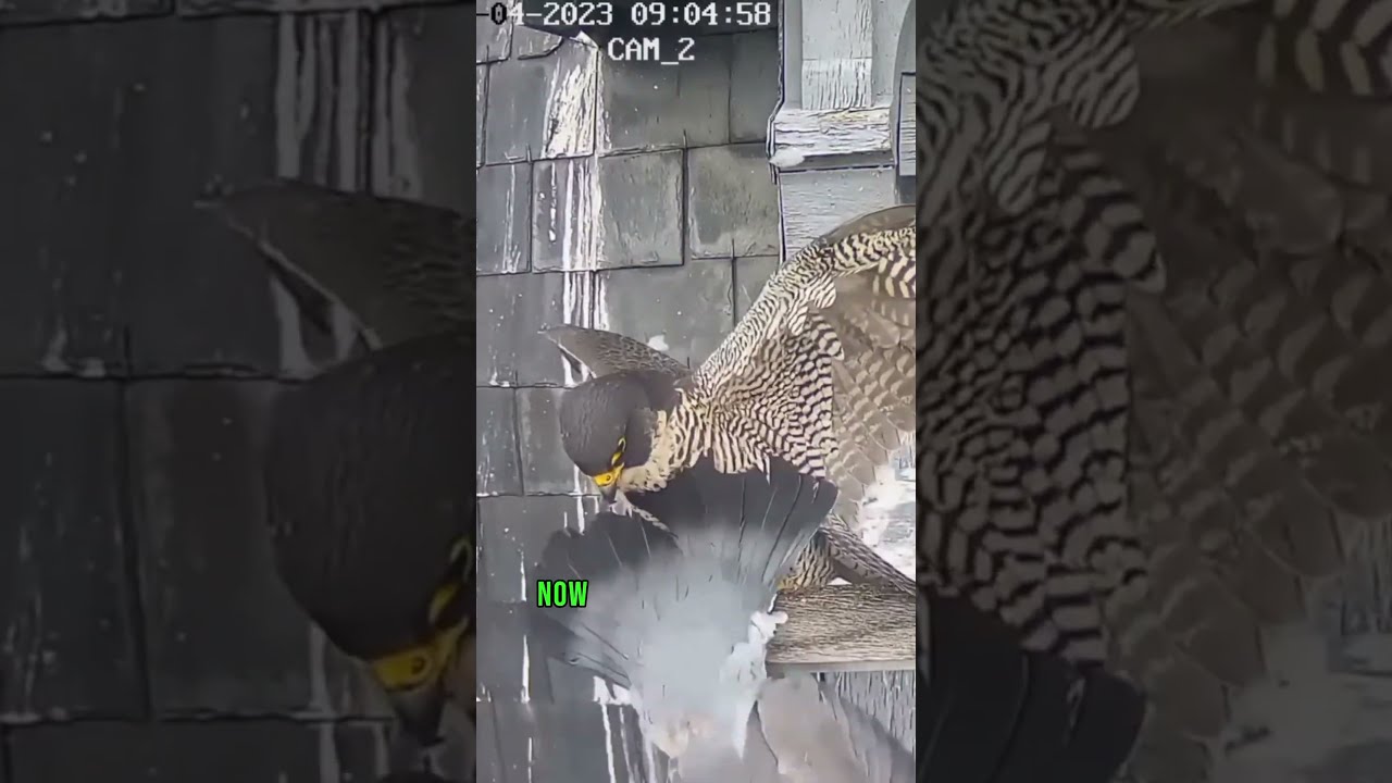 Pigeon Flew Into A Falcon S Nest Animals Nature Wildlife