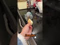 🐾 Делим печенье! Кому сколько достанется🍪💖26#shorts