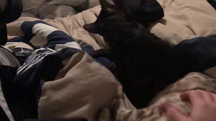 Video 6205241: lynx bengal kitten, bengal cat purring, kitten bengal pets, silver bengal kitten, snow bengal cat