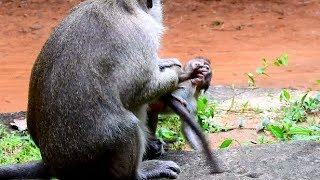 Weakness Poor Baby Monkey , Lori Try Escape From Dolly Nurse-Amari Still Not Care Baby Lori.