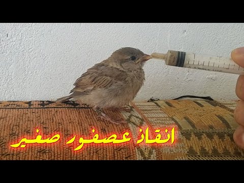 انقاذ عصفور صغير من الموت فقد امه وابوه وجدته في الشارع وساعدته واطعمته يدوي