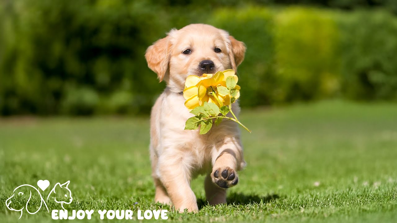 DOG TV: Videos to Entertain All Day for Dogs When You are Away - Best Anti-Anxiety Music for Dogs