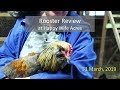 Rooster Review at Happy Wife Acres