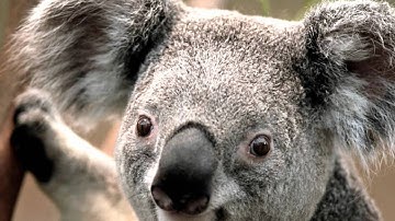 Windows Live Movie Maker: Simple Effects & Transitions