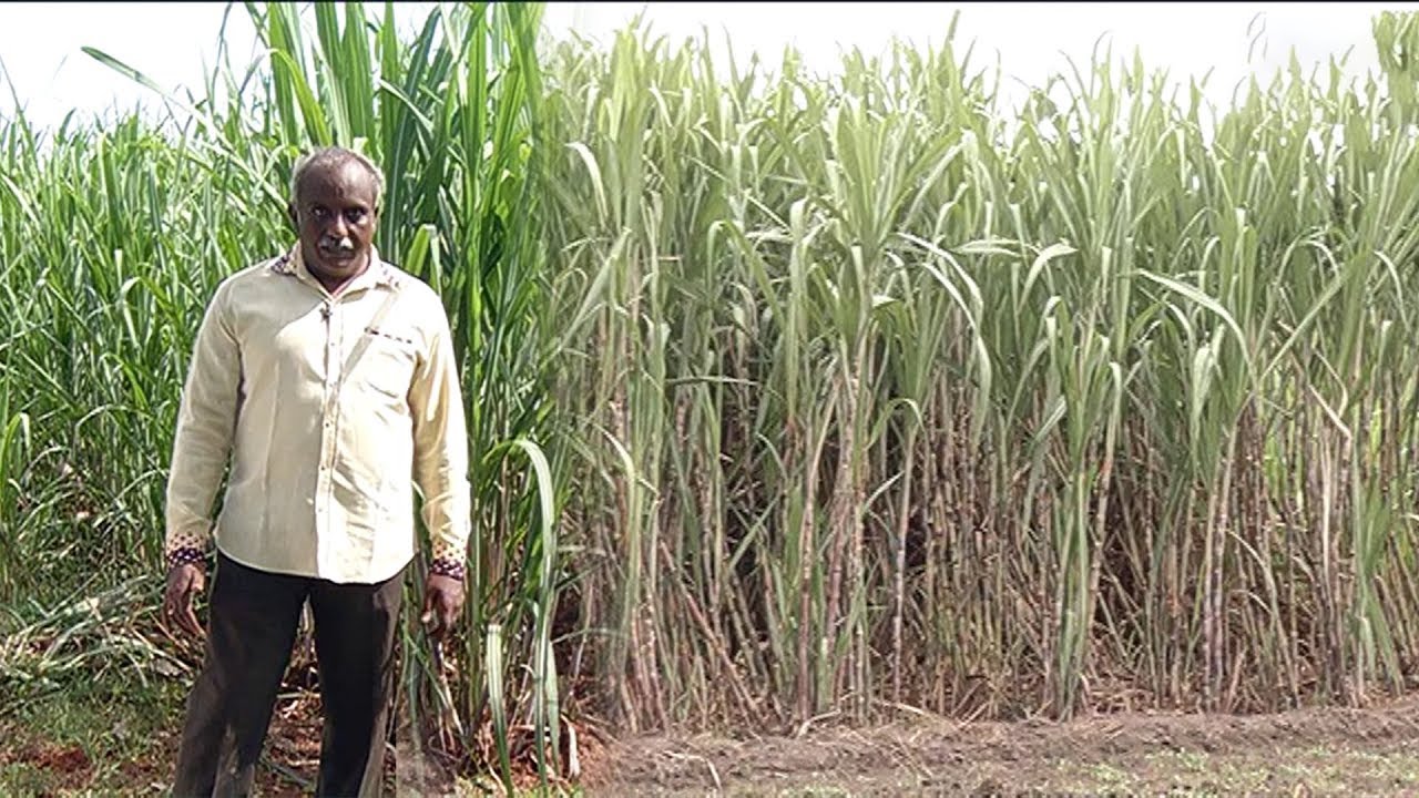 1 ஏக்கரில் 100 டன் வரை கரும்பு சாகுபடி செய்யலாம்...| மலரும் பூமி 03/12/19