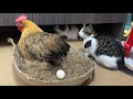 Le chaton espigle regarde la poule pondre des ufs  la poule est trs en colre  adorable animal