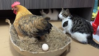 The naughty kitten peeks at the hen laying eggs.The hen is very angry!Interesting and lovely animal
