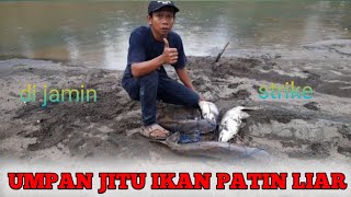 UMPAN JITU UNTUK MANCING IKAN PATIN LIAR || Di jamin Strike Berkali-kali