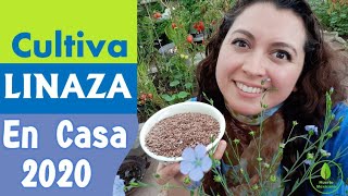 Cómo cultivar linaza o semilla de lino en casa 2020. Proceso paso a paso