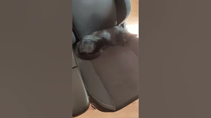 Кошечка лстаетсяза старшую #оле7 #cat #котофейка #кот #видосыоткота #животные #веселыекоты #ластёна