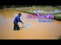 หว่านเเห ตามนาข้าว น้ำตื้นๆ ไม่คิดว่าปลาจะเยอะขนาดนี้  / บ้านนอก EP.337