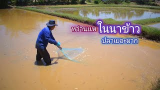 หว่านเเห ตามนาข้าว น้ำตื้นๆ ไม่คิดว่าปลาจะเยอะขนาดนี้ / บ้านนอก EP.337