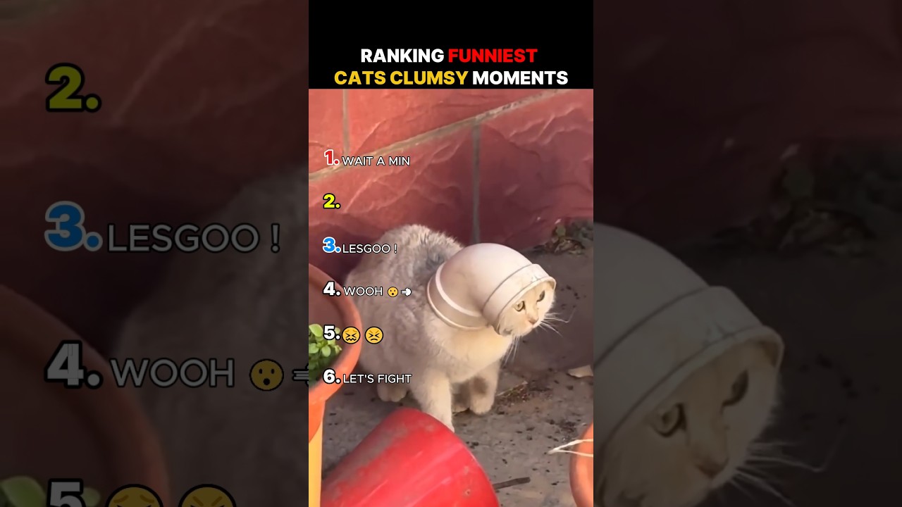 Ranking The Funniest Cats Clumsy Moments 