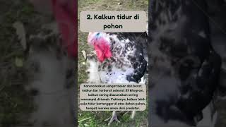 fakta unik ayam kalkun