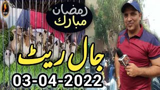 Birds jaal rate update 03-04-2022  Lalukhet Birds Market Sunday video Latest update jaal price Urdu