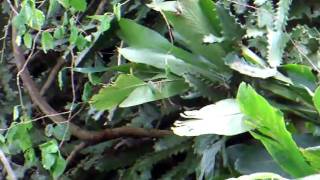 Poison Cactus