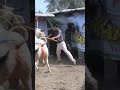  beautiful cow collection of ayham cattle farm 2023 shorts trending viral golbari 