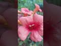 subah 5.45 am apne bagiya mein plants ke saath enjoy karte hue .aap bhi dekhein comment ,subscribe .