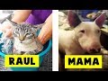 5 Animales Hablando Captados En Cámara En la Vida Real