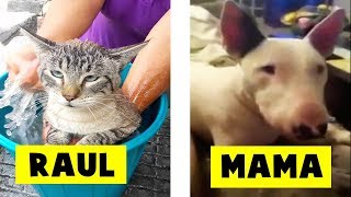 Animales Hablando Captados En Cámara En la Vida Real