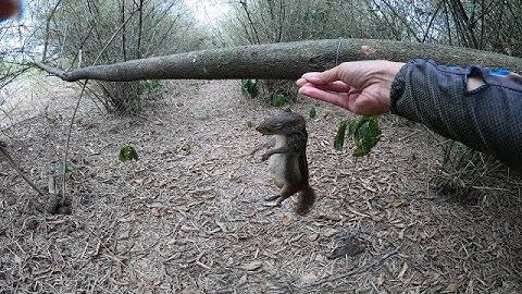 cách bẫy sóc bằng dây cáp 