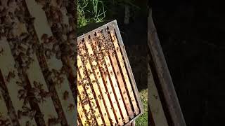 full #beehive inspection