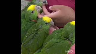 तोते के बारे में 5 आश्चर्यजनक तथ्य Surprising Facts About Parrots shorts animal