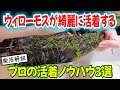 ウィローモスの巻き方&接着&貼り付け法を大公開!流木や石に綺麗に活着!〜アクアリウムin地球53