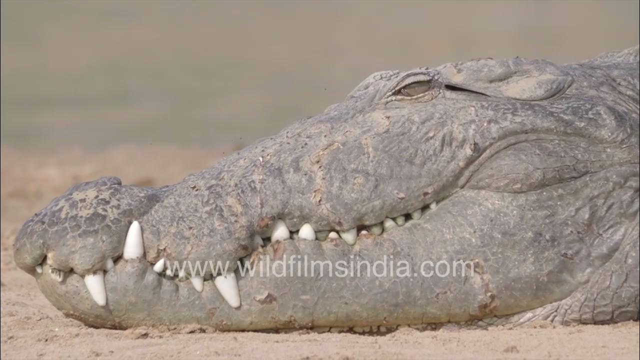 Gharial and Croc Does this Crocodile have an overbite? Dentist