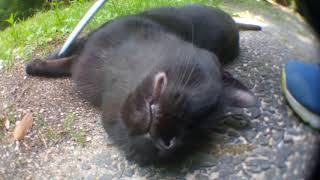 寝ていた野良猫に近づいてモフモフした
