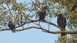 Vrána černá - The Carrion Crow (Corvus corone)