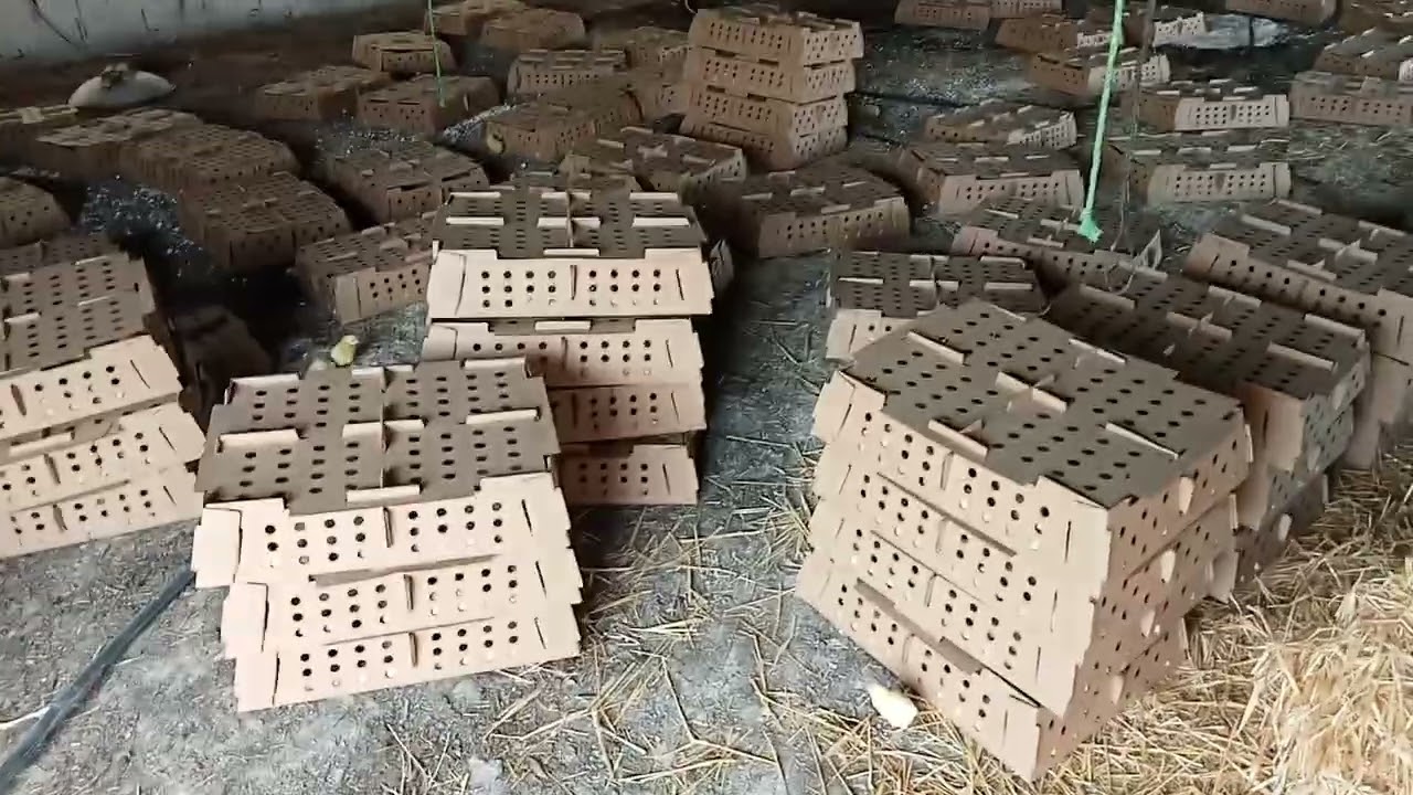 #طريقة تجهيز الكوري وٱستقبال الكتكوت 🐣🐣🐣🐥🐥🐥🐤🐤🐤