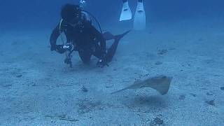 【ダイビングで見られる生き物参考動画】 砂地に隠れているエイ SNSIダイビングライセンス取得 春日部市