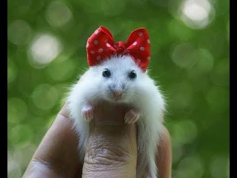 funny-hamsters---cute-funniest-hamsters-summer-compilation