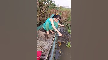 Đặt lợp cá lóc mùa nước nổi dính toàn hàng khủng #xuhuong #xuhuongyoutube #321shorts #shorts