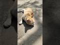 cute 🥺 cute funny 🤣 cats video #shorts #youtubeshorts