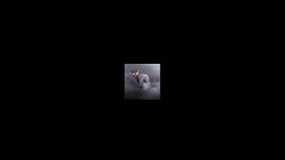 MOG INJOKE SECRET Prodbymasoud NON-PROFIT 2025