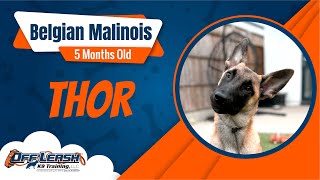 Best Belgian Malinois Dog Training | Thor | Dog Training in London by Off-Leash K9 Training London 43 views 3 weeks ago 5 minutes, 20 seconds
