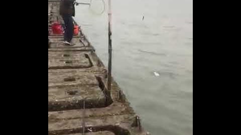 Câu cá tráp bằng cần iso phao đài