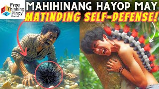 GANITO ang DEPENSA ng mga WALANG BUTO na Hayop! Invertebrate Self Defense