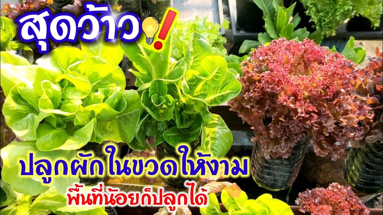 สุดว้าว!! ปลูกผักในขวดให้งาม พื้นที่น้อยก็ปลูกได้💥