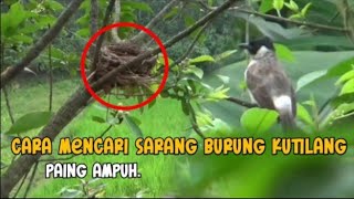 Cara Mencari Sarang Burung Kutilang paling ampuh Dan Mudah